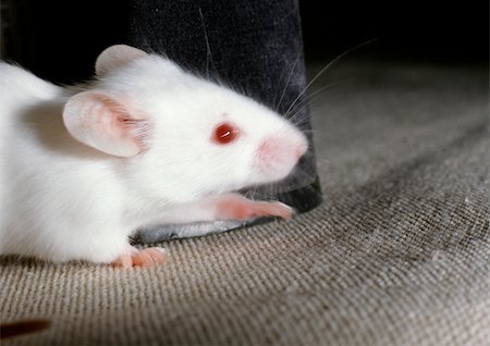 ratón (animal) - White mouse. Foto de stock - Sin royalties Premium, Código: 696-03398396