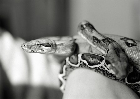 Snake, black and white. Foto de stock - Sin royalties Premium, Código: 696-03398404