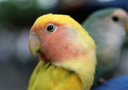 perruche - Perroquets, gros plan Photographie de stock - Premium Libres de Droits, Code: 696-03398405