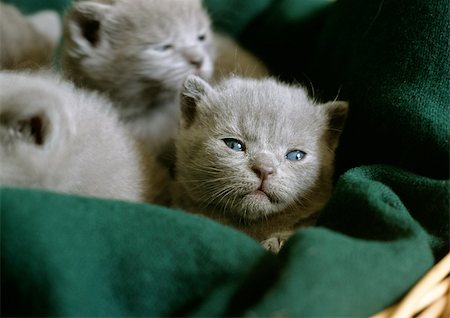 simsearch:696-03398340,k - Grey kittens in a basket. Foto de stock - Sin royalties Premium, Código: 696-03398407