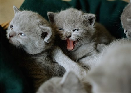 Grey Chartreux kittens Foto de stock - Sin royalties Premium, Código: 696-03398400