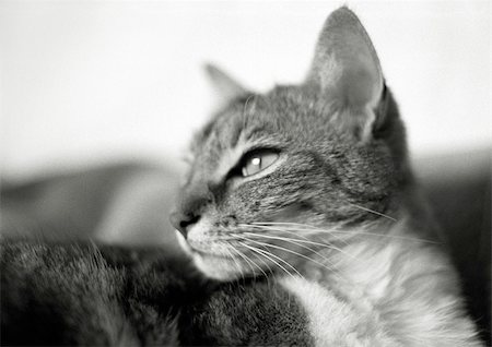 Cat's face, black and white Stock Photo - Premium Royalty-Free, Code: 696-03398403