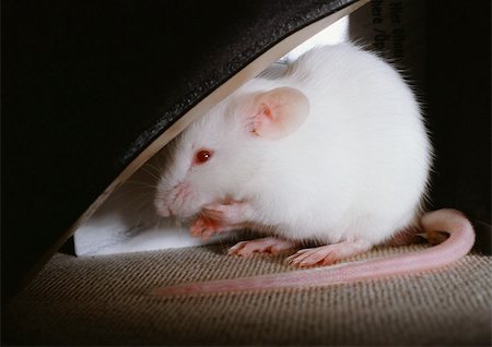 pet rodent - White rat Stock Photo - Premium Royalty-Free, Code: 696-03398418