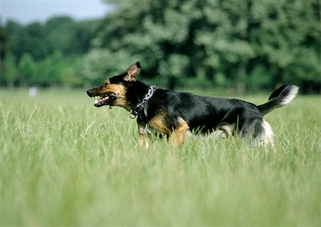 simsearch:696-03398318,k - German shepherd in long grass outside. Foto de stock - Sin royalties Premium, Código: 696-03398412