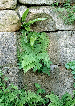 Plants growing through cracks in stone wall Stock Photo - Premium Royalty-Free, Code: 696-03398430
