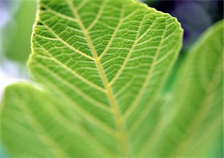 simsearch:696-03397574,k - Green leaf, extreme close-up Stock Photo - Premium Royalty-Free, Code: 696-03398462
