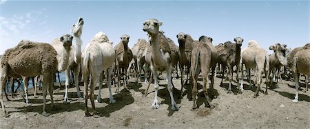 dromedario - Tunisie, troupeau de chameaux, vue panoramique Photographie de stock - Premium Libres de Droits, Code: 696-03398703