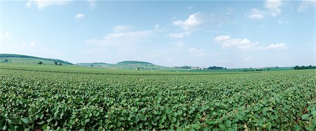 endless - France, field, panoramic view Stock Photo - Premium Royalty-Free, Code: 696-03398731