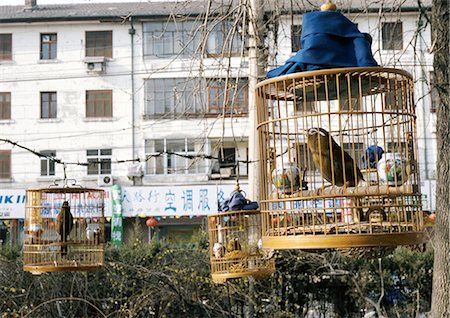China, Beijing, caged birds in park Stock Photo - Premium Royalty-Free, Code: 696-03399233