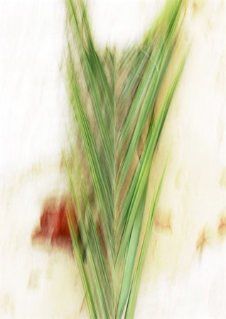 simsearch:695-03383556,k - Close up of palm leaf, blurred Stock Photo - Premium Royalty-Free, Code: 696-03399765