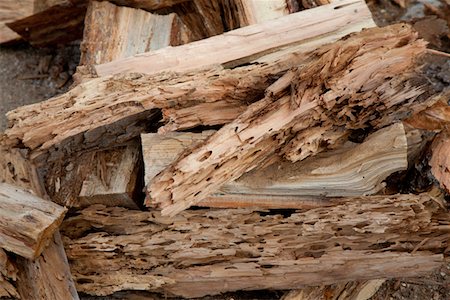 decaying - Close-up view of weathered driftwood Stock Photo - Premium Royalty-Free, Code: 693-05794378