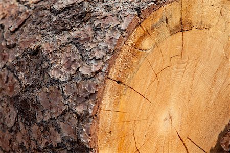 Close-up of chopped tree stump Foto de stock - Sin royalties Premium, Código: 693-05794379