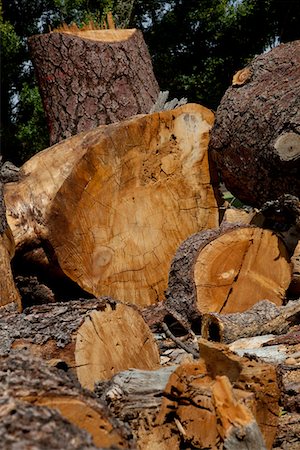 Chopped wood logs Foto de stock - Sin royalties Premium, Código: 693-05794397