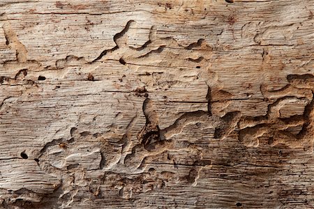 Close-up shot of wood grain pattern Stock Photo - Premium Royalty-Free, Code: 693-05794401