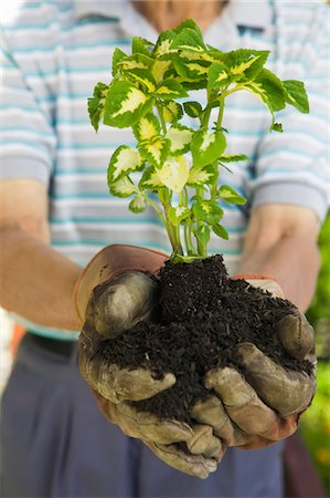 simsearch:694-03318999,k - Senior man holding seedling in garden, close-up of plant Fotografie stock - Premium Royalty-Free, Codice: 693-06014357