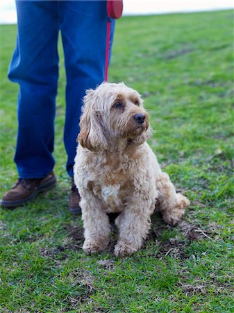 pet owner (male) - Senior man with walking dog, (low section) Stock Photo - Premium Royalty-Free, Code: 693-06018484