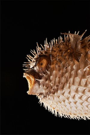 Taxidermal inflated puffer fish, studio shot, cropped Fotografie stock - Premium Royalty-Free, Codice: 693-06018916