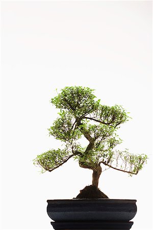 Bonsai Tree in studio Stock Photo - Premium Royalty-Free, Code: 693-06018928