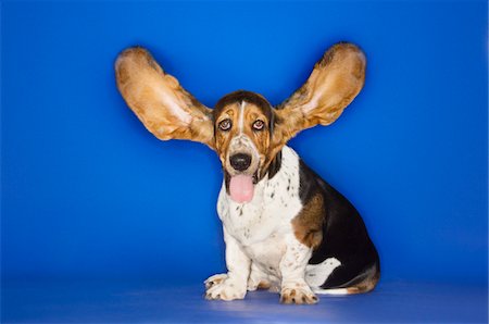 perro rastrero - Basset hound with ears extended Foto de stock - Sin royalties Premium, Código: 693-06018969