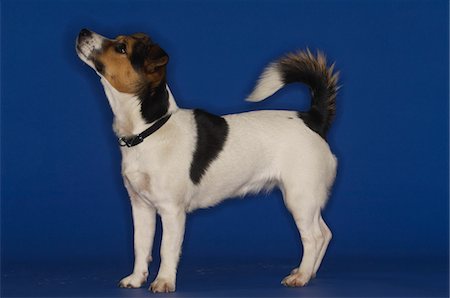 Jack Russell Terrier Foto de stock - Sin royalties Premium, Código: 693-06018972