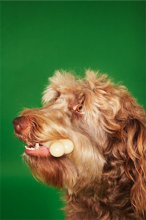 simsearch:694-03693920,k - Otterhound avec os en caoutchouc, gros plan Photographie de stock - Premium Libres de Droits, Code: 693-06019012