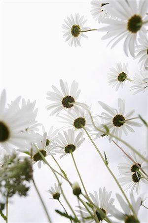 daisy - Field of Daisy flowers, low angle view, close up Stock Photo - Premium Royalty-Free, Code: 693-06019757