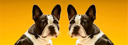 dog heads close up - Portrait of symmetrical French Bulldogs over yellow background Stock Photo - Premium Royalty-Free, Code: 693-06325312