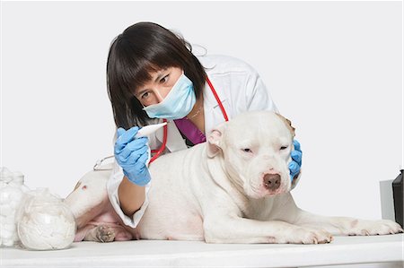 simsearch:693-06378738,k - Female veterinarian checking temperature of dog over gray background Fotografie stock - Premium Royalty-Free, Codice: 693-06378727