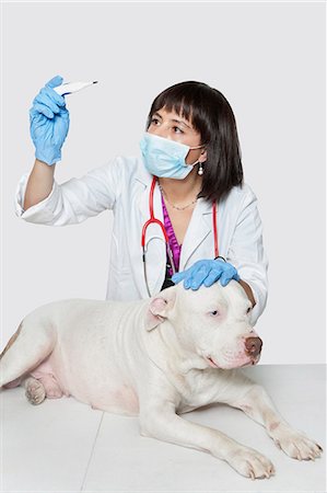 simsearch:693-06378738,k - Female veterinarian checking temperature of dog over gray background Fotografie stock - Premium Royalty-Free, Codice: 693-06378729