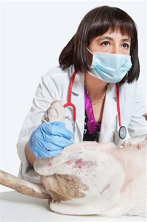 simsearch:693-06378738,k - Female veterinarian examining dog over gray background Fotografie stock - Premium Royalty-Free, Codice: 693-06378735