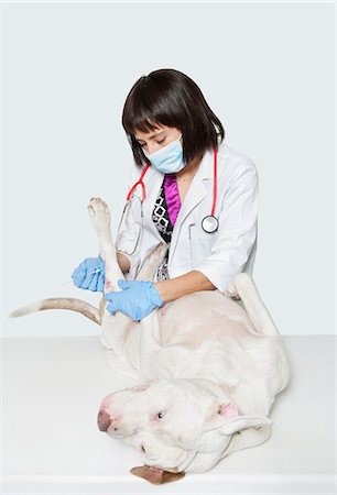 Female vet cleaning dog's injury with stick bud over gray background Foto de stock - Sin royalties Premium, Código: 693-06378737