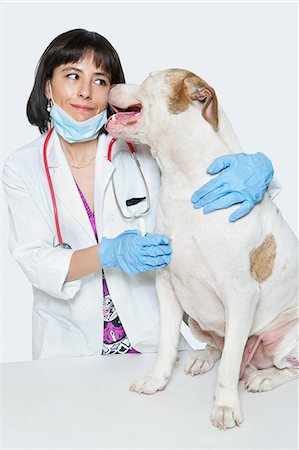 Female veterinarian with dog over gray background Stock Photo - Premium Royalty-Free, Code: 693-06378738