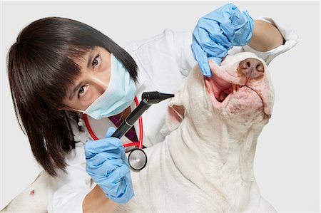 simsearch:693-06378738,k - Portrait of female veterinarian examining dog with otoscope over gray background Fotografie stock - Premium Royalty-Free, Codice: 693-06378731