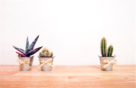 A variety of Cacti in pots Photographie de stock - Premium Libres de Droits, Code: 693-06967528