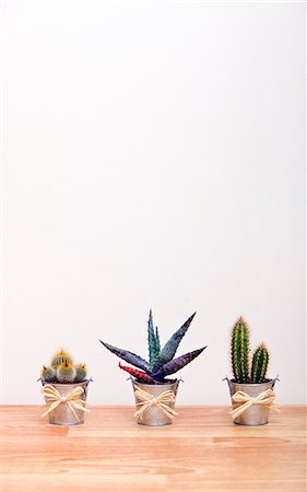 A variety of Cacti in pots Stock Photo - Premium Royalty-Free, Code: 693-06967529