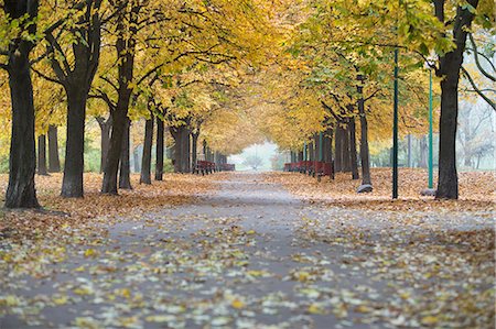 seasons changing - View of walkway and autumn trees in park Stock Photo - Premium Royalty-Free, Code: 693-07672879