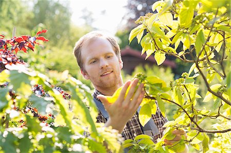 simsearch:693-07912926,k - Gardener examining leaves on branch at garden Stockbilder - Premium RF Lizenzfrei, Bildnummer: 693-07912834