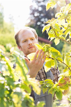 Gardener examining plants at garden Stock Photo - Premium Royalty-Free, Code: 693-07912833