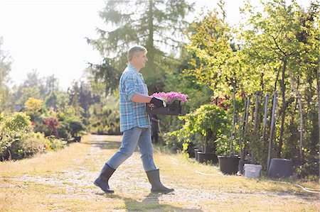 simsearch:693-07912855,k - Full length side view of gardener walking while carrying crate of flower pots in garden Stock Photo - Premium Royalty-Free, Code: 693-07912879