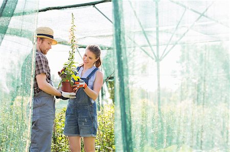 Male and female gardeners discussing over potted plant at greenhouse Stock Photo - Premium Royalty-Free, Code: 693-07912923