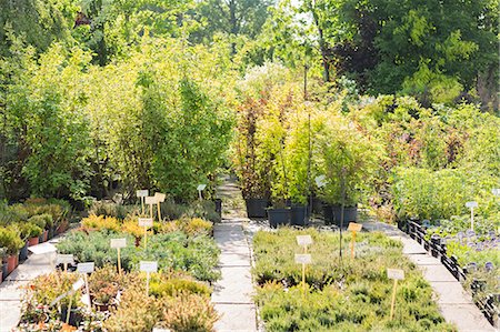 Potted plants at nursery Photographie de stock - Premium Libres de Droits, Code: 693-07912938