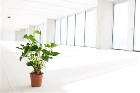 Potted plant in empty office space Foto de stock - Sin royalties Premium, Código: 693-08769244