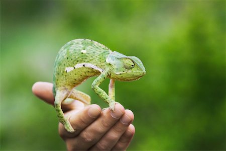 Man holding chameleon, close-up of hand Stock Photo - Premium Royalty-Free, Code: 693-03304084
