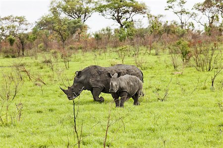 rinoceronte - Rhinoceroses in savanna Foto de stock - Sin royalties Premium, Código: 693-03304096