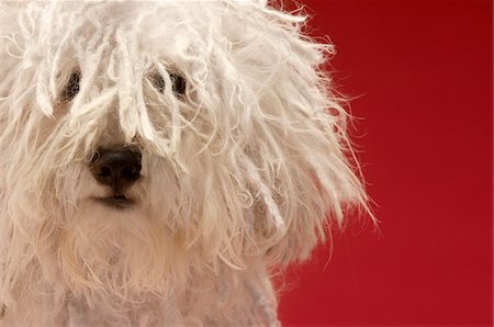 simsearch:693-03304965,k - Mignon chien Komondor, gros plan Photographie de stock - Premium Libres de Droits, Code: 693-03304944