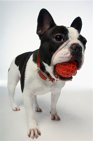 French Bulldog holding ball in mouth, on white background Foto de stock - Sin royalties Premium, Código: 693-03304964
