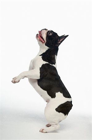 simsearch:693-03304965,k - Noir et blanc bouledogue français debout sur les pattes postérieures en studio blanc Photographie de stock - Premium Libres de Droits, Code: 693-03304966