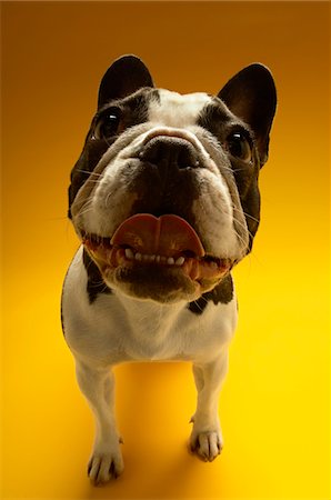 simsearch:693-03304965,k - Bouledogue français sur fond jaune Photographie de stock - Premium Libres de Droits, Code: 693-03304967