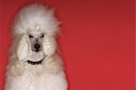 White Poodle Fotografie stock - Premium Royalty-Free, Codice: 693-03304963