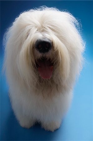 sheep dog - Chien de berger sur fond bleu Photographie de stock - Premium Libres de Droits, Code: 693-03304979